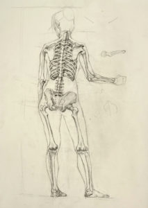 life drawing, figure drawing, anatomy study