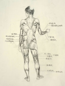 life drawing, figure drawing, anatomy study