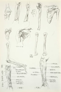 life drawing, figure drawing, anatomy study